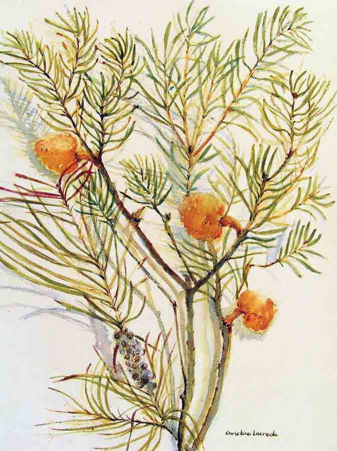 Still Life with Protea